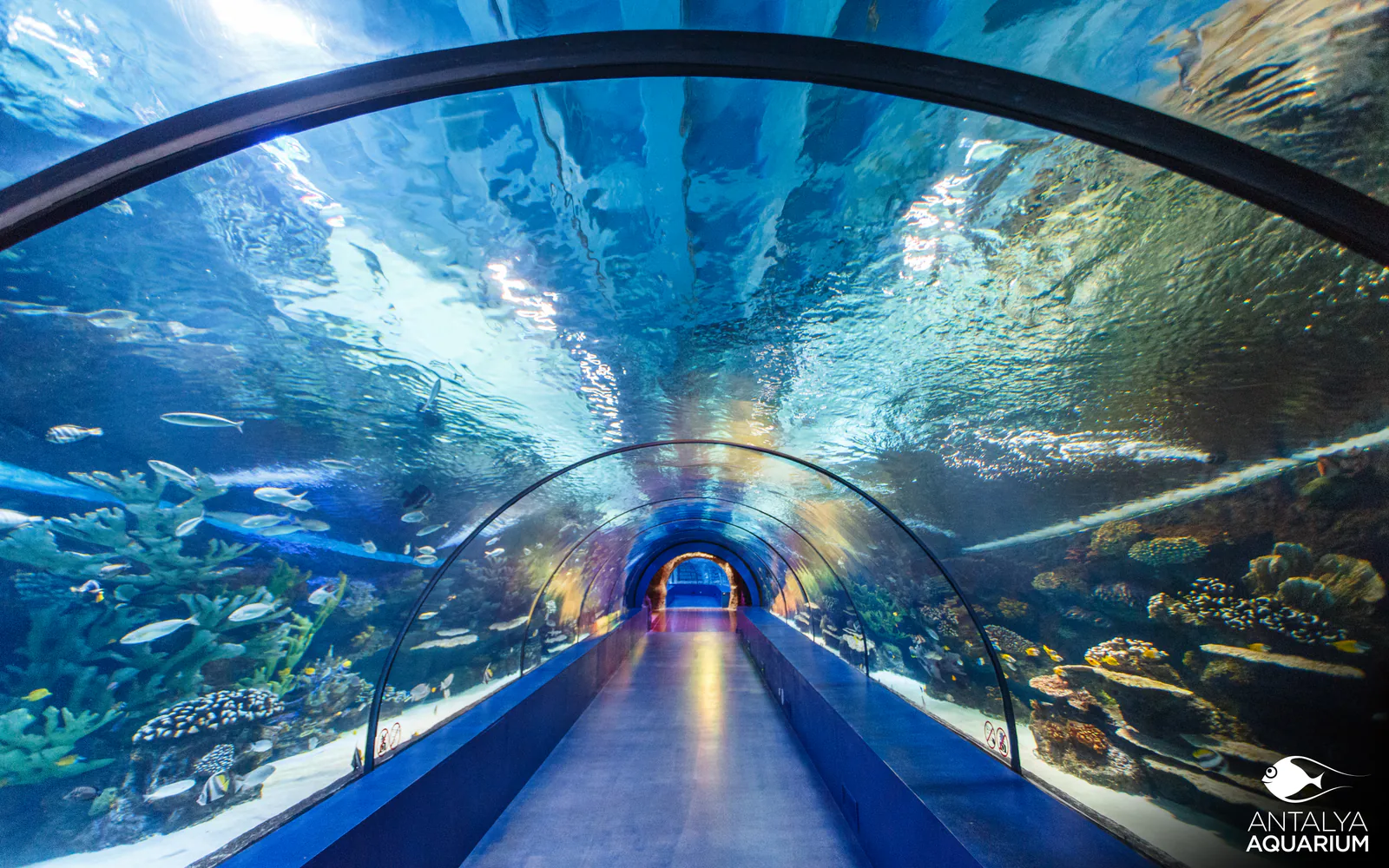 Oceanarium w Antalyi (Antalya Aquarium)