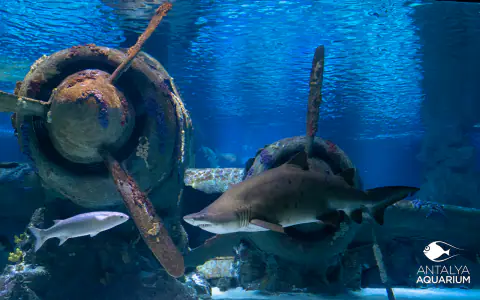 Oceanarium w Antalyi (Antalya Aquarium)