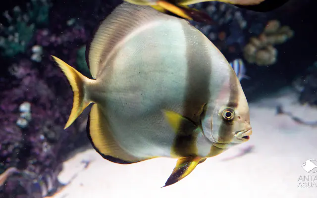Aquarium & Tunneltour - 6