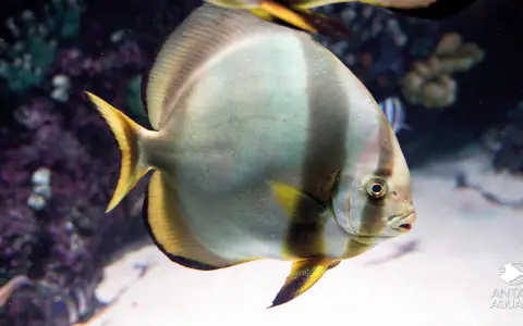 Oceanarium w Antalyi (Antalya Aquarium)