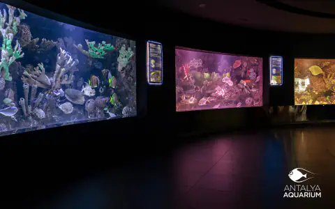 Oceanarium w Antalyi (Antalya Aquarium)