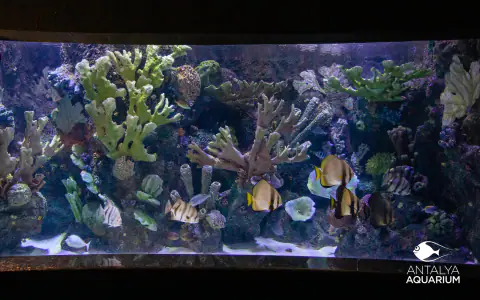 Oceanarium w Antalyi (Antalya Aquarium)