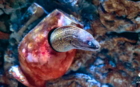 Oceanarium w Antalyi (Antalya Aquarium)
