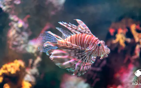 Oceanarium w Antalyi (Antalya Aquarium)
