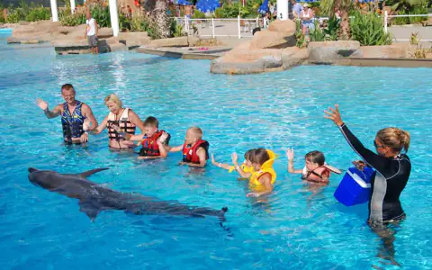 Schwimmen mit Delfinen