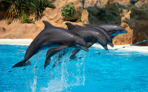 Schwimmen mit Delfinen