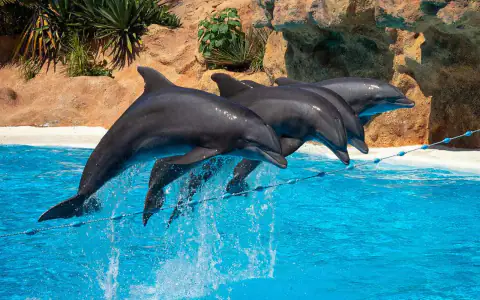 Schwimmen mit Delfinen