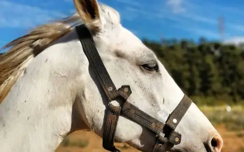 Koňské safari (Jízda na koni)