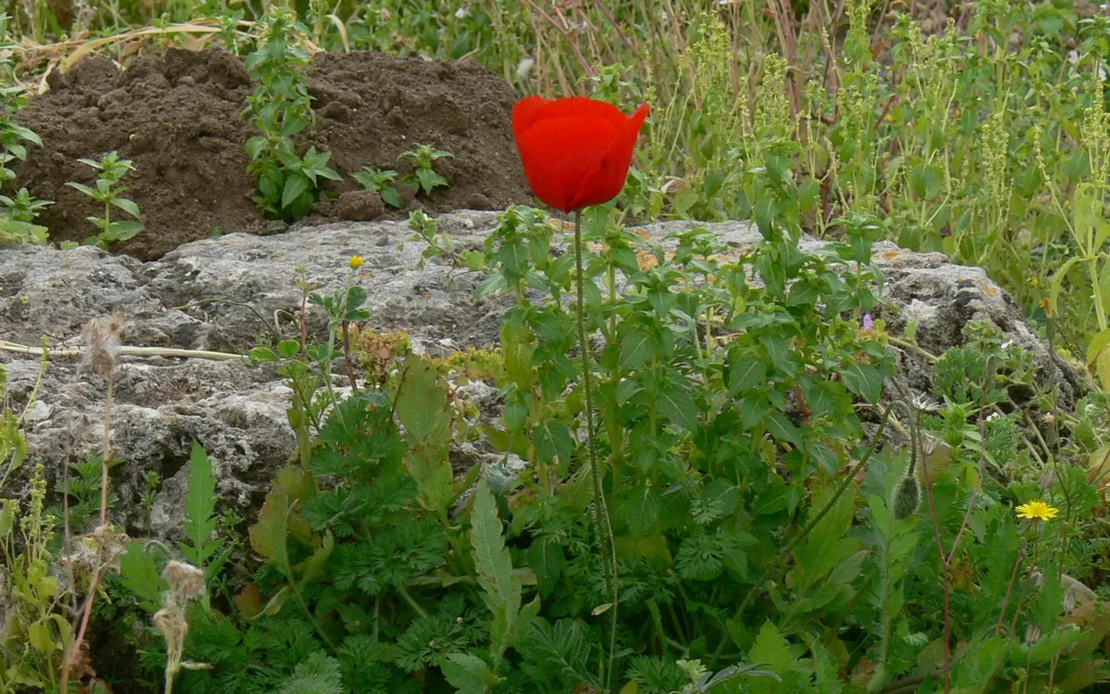 Perge, Aspendos & Kurşunlu-Wasserfall Tour